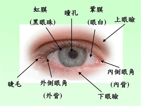 眼球形狀|眼睛的構造結構名稱詳細說明